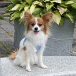 マロ